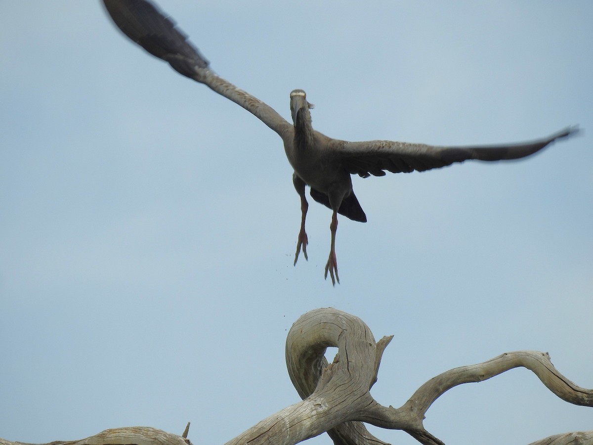 Plumbeous Ibis - ML626949849