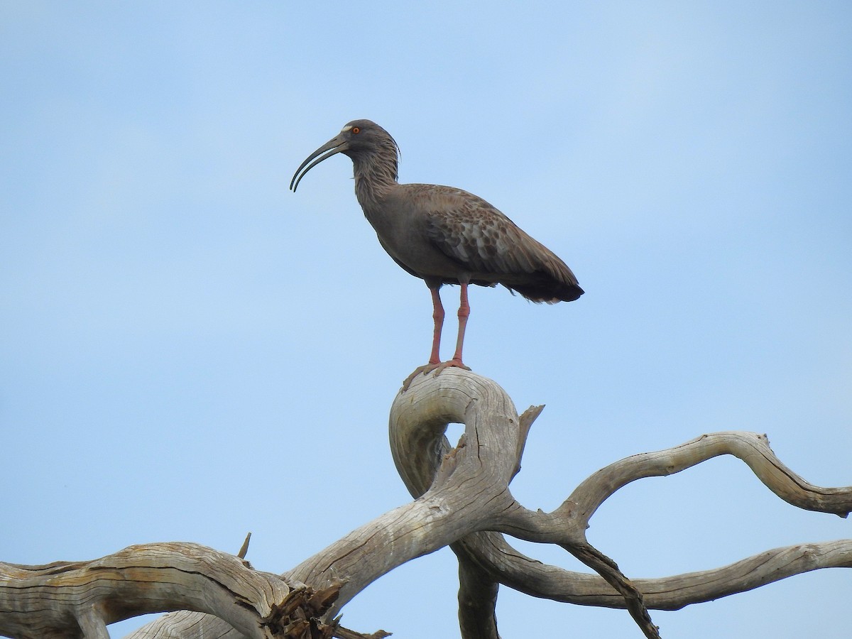 Plumbeous Ibis - ML626949850