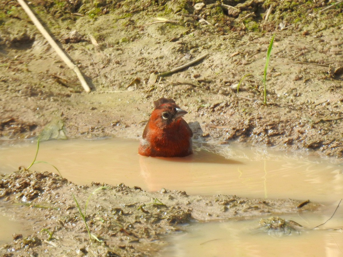 Red-crested Finch - ML626949854