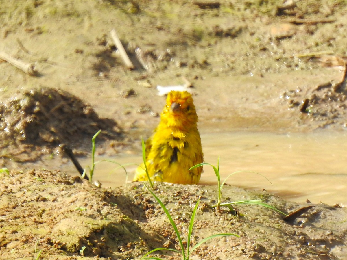 Saffron Finch - ML626949862