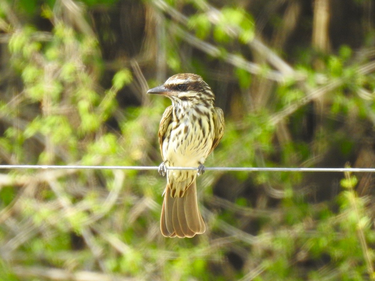 Streaked Flycatcher - ML626949864