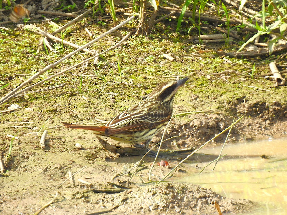 Streaked Flycatcher - ML626949865