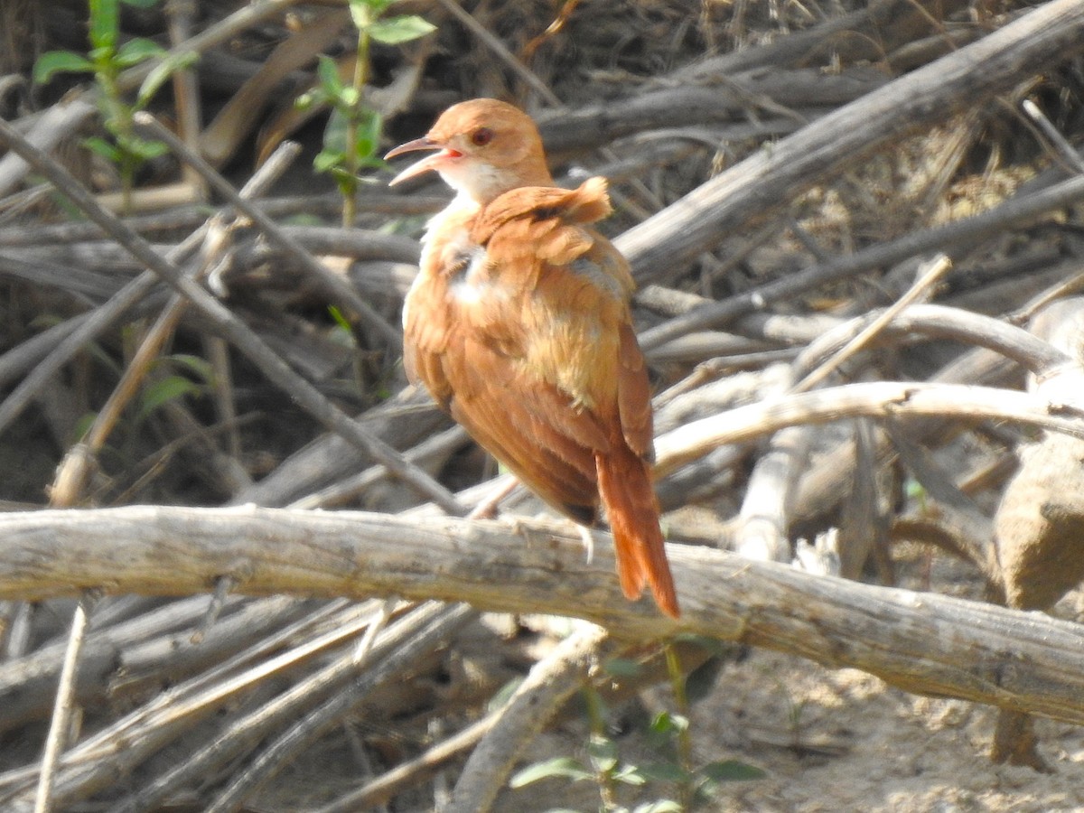 Rufous Hornero - ML626949869