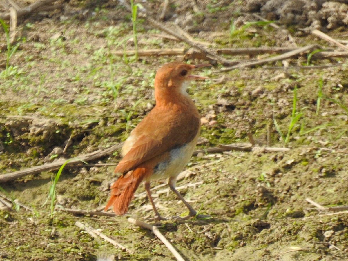 Rufous Hornero - ML626949870