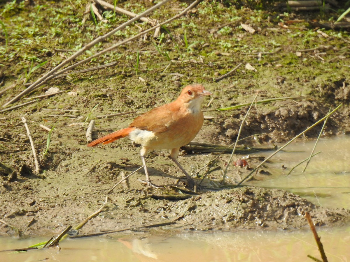 Rufous Hornero - ML626949871