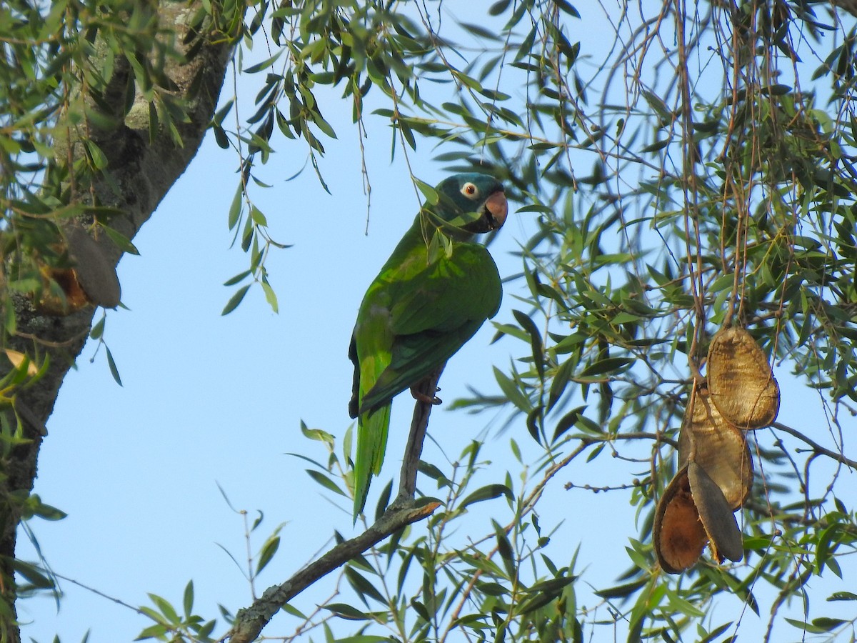 Blue-crowned Parakeet - ML626949873