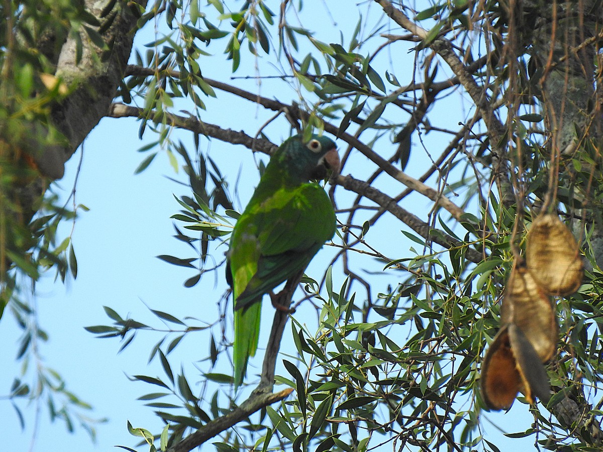 Blue-crowned Parakeet - ML626949874