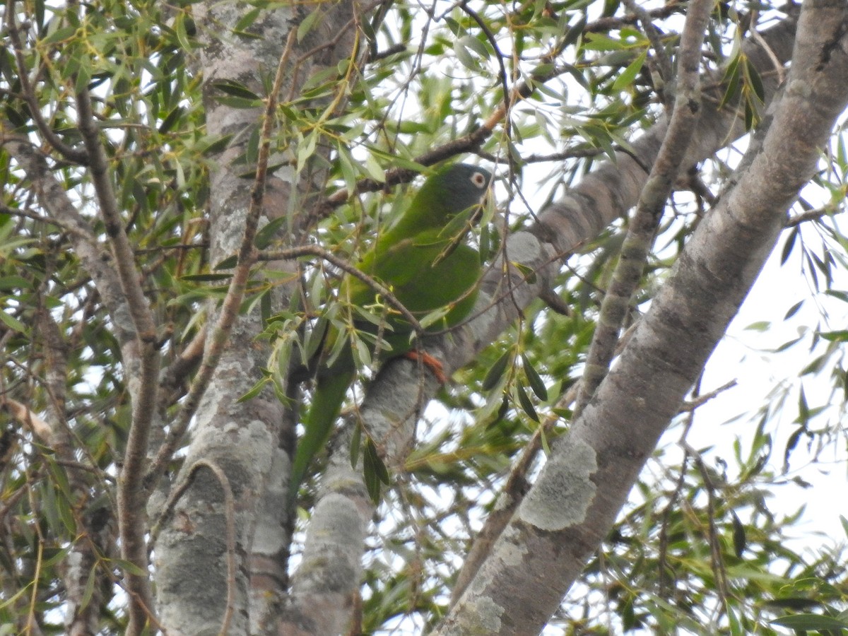 Blue-crowned Parakeet - ML626949875