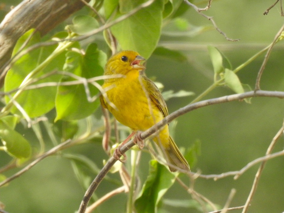Saffron Finch - ML626950020