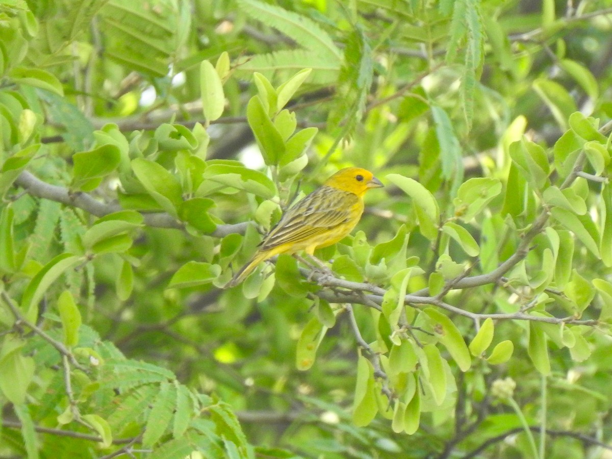 Saffron Finch - ML626950021