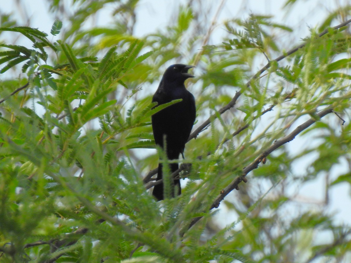 Shiny Cowbird - ML626950022