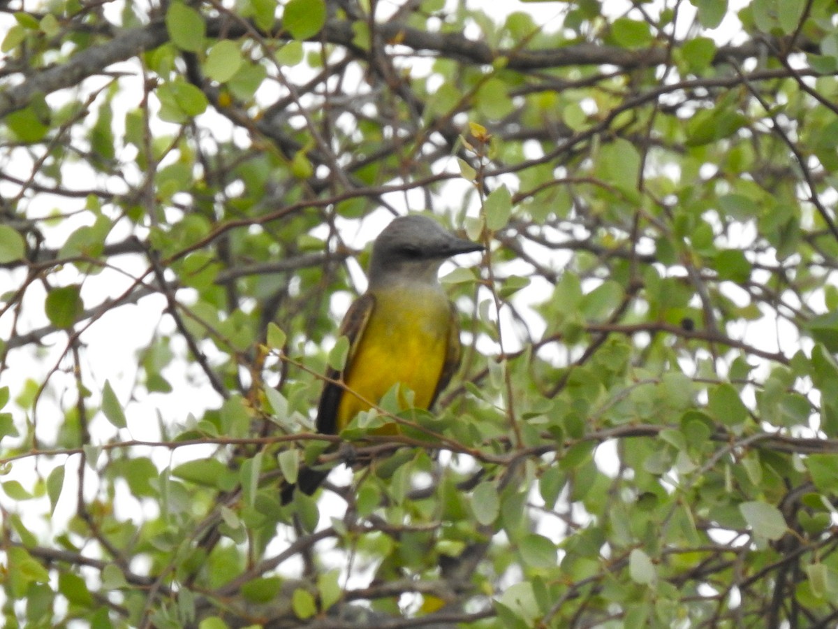 Tropical Kingbird - ML626950025