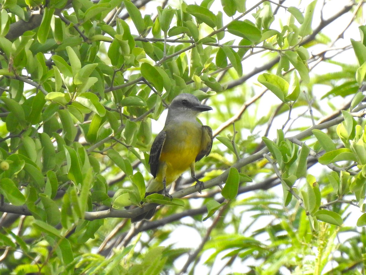 Tropical Kingbird - ML626950026