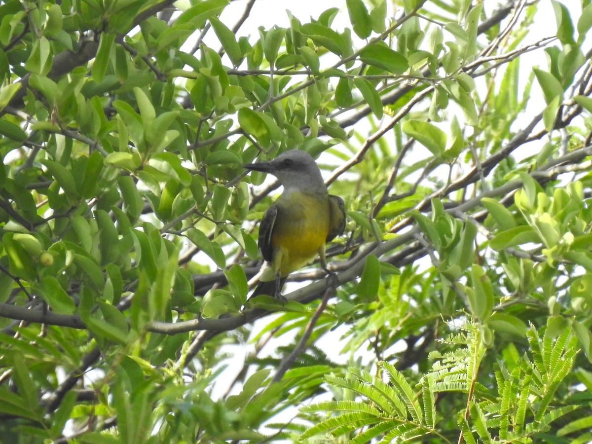 Tropical Kingbird - ML626950027