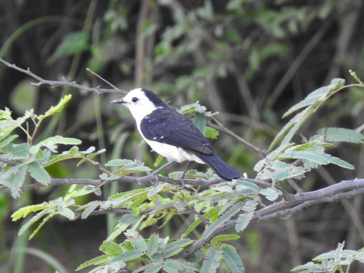 Black-backed Water-Tyrant - ML626950033