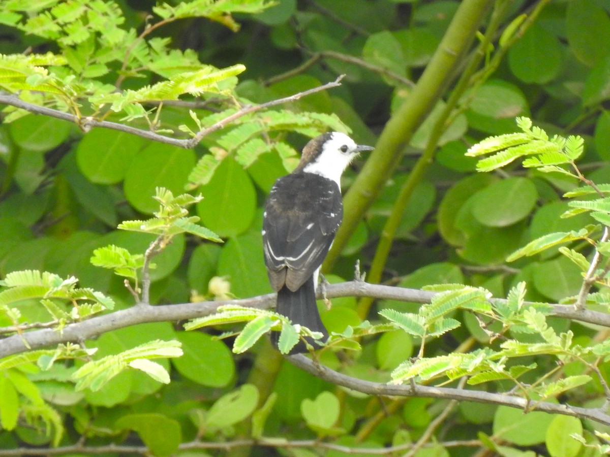 Black-backed Water-Tyrant - ML626950034