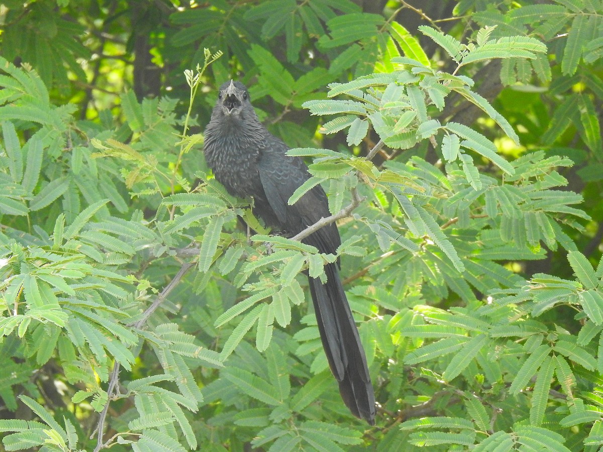 Smooth-billed Ani - ML626950037
