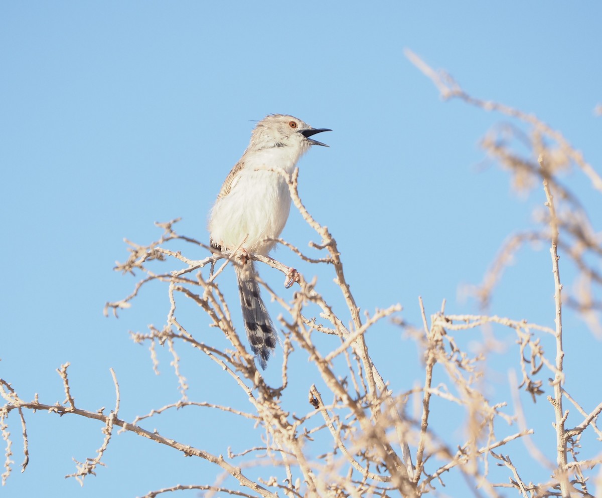 Graceful Prinia - ML626950092