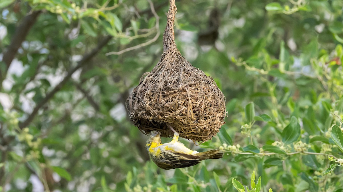 Rüppell's Weaver - ML626950094