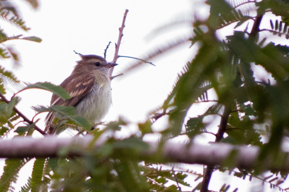 Mouse-colored Tyrannulet (Northern) - ML626950207