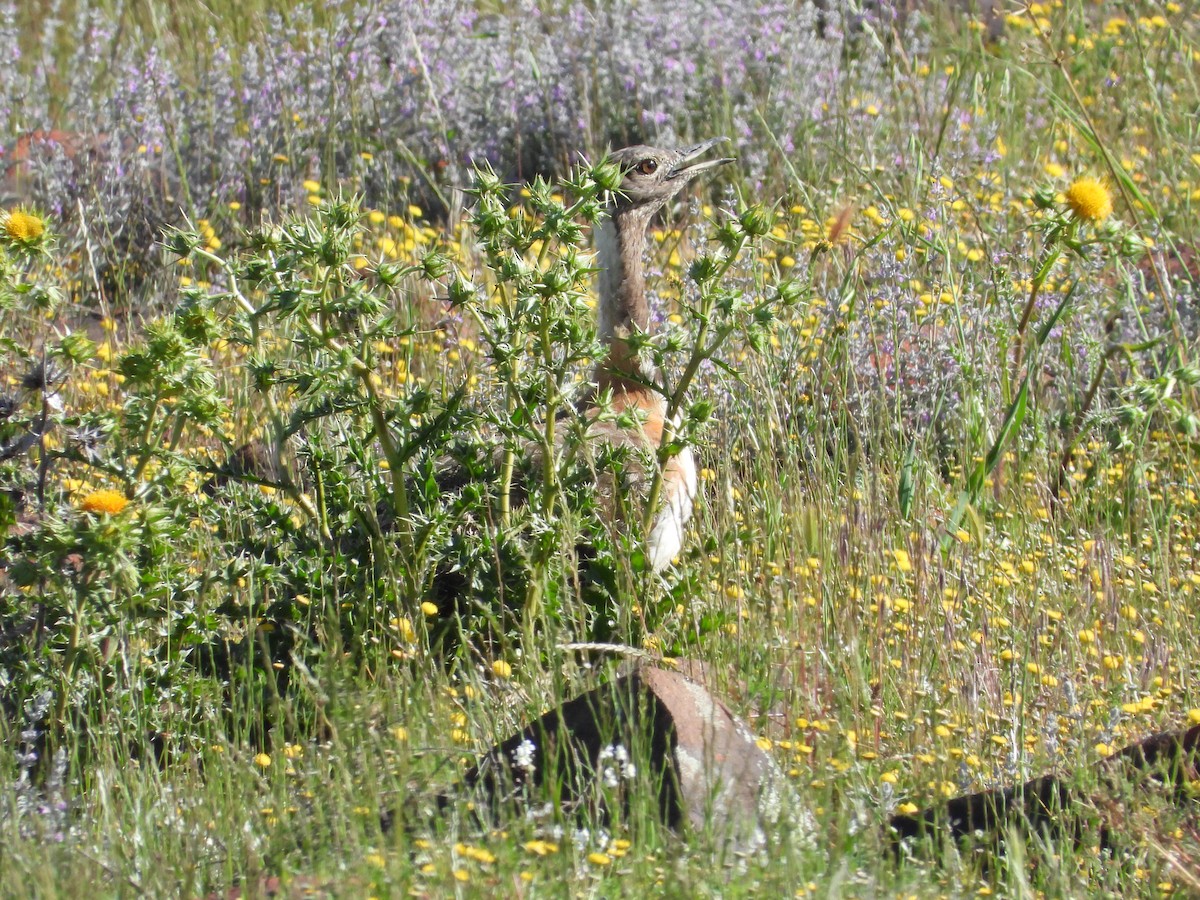 Ludwig's Bustard - ML626950355
