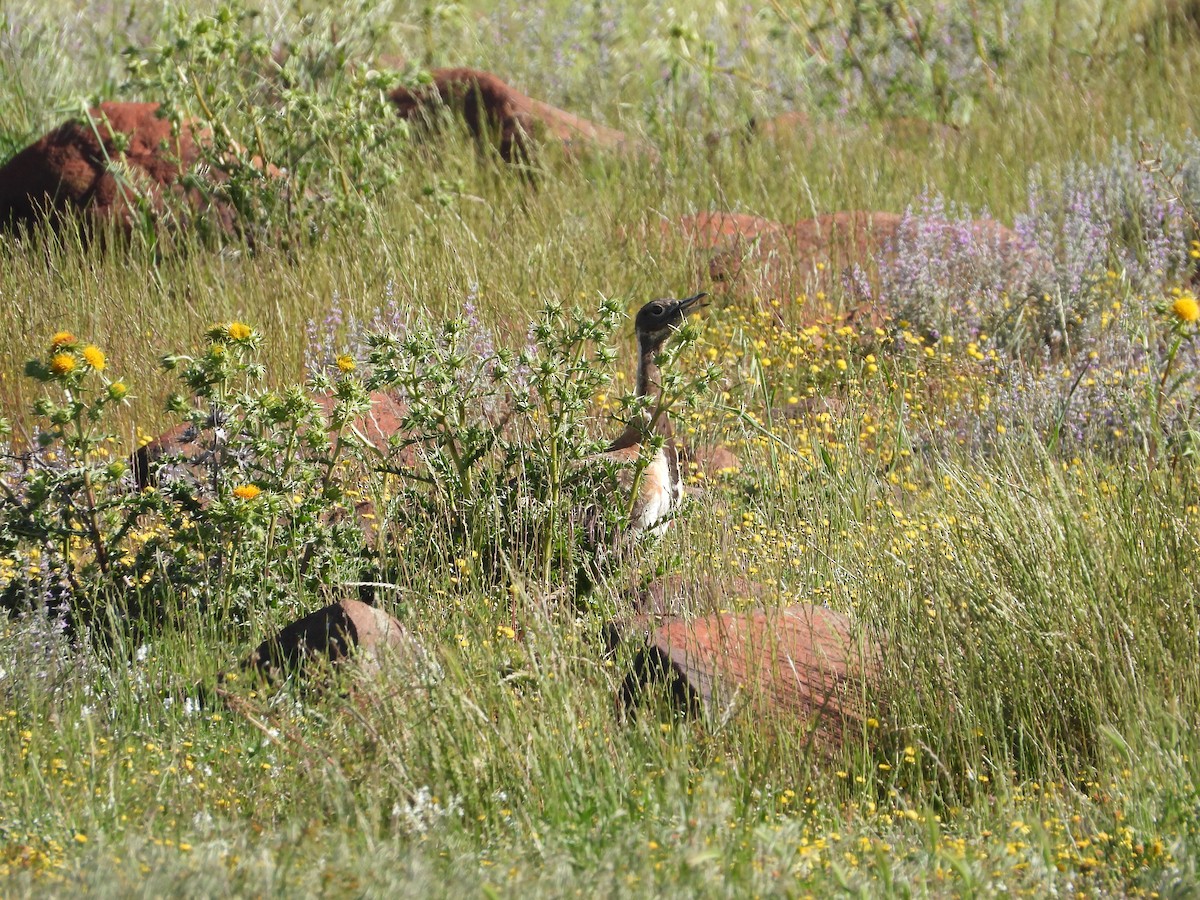 Ludwig's Bustard - ML626950396