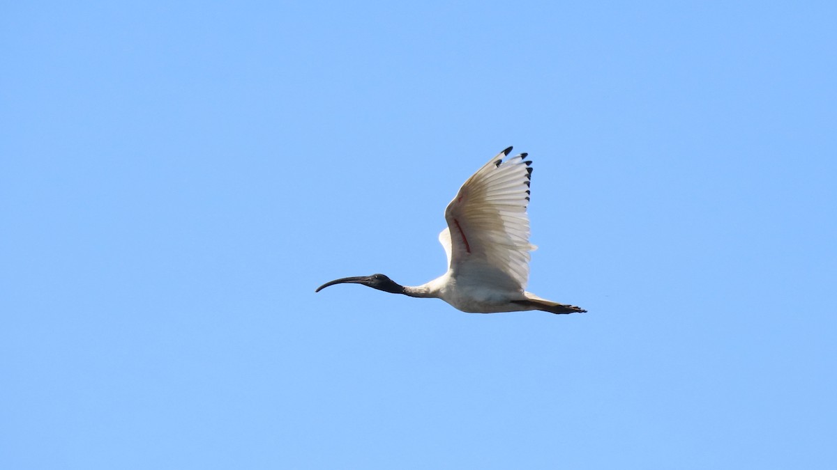 Australian Ibis - ML626950434
