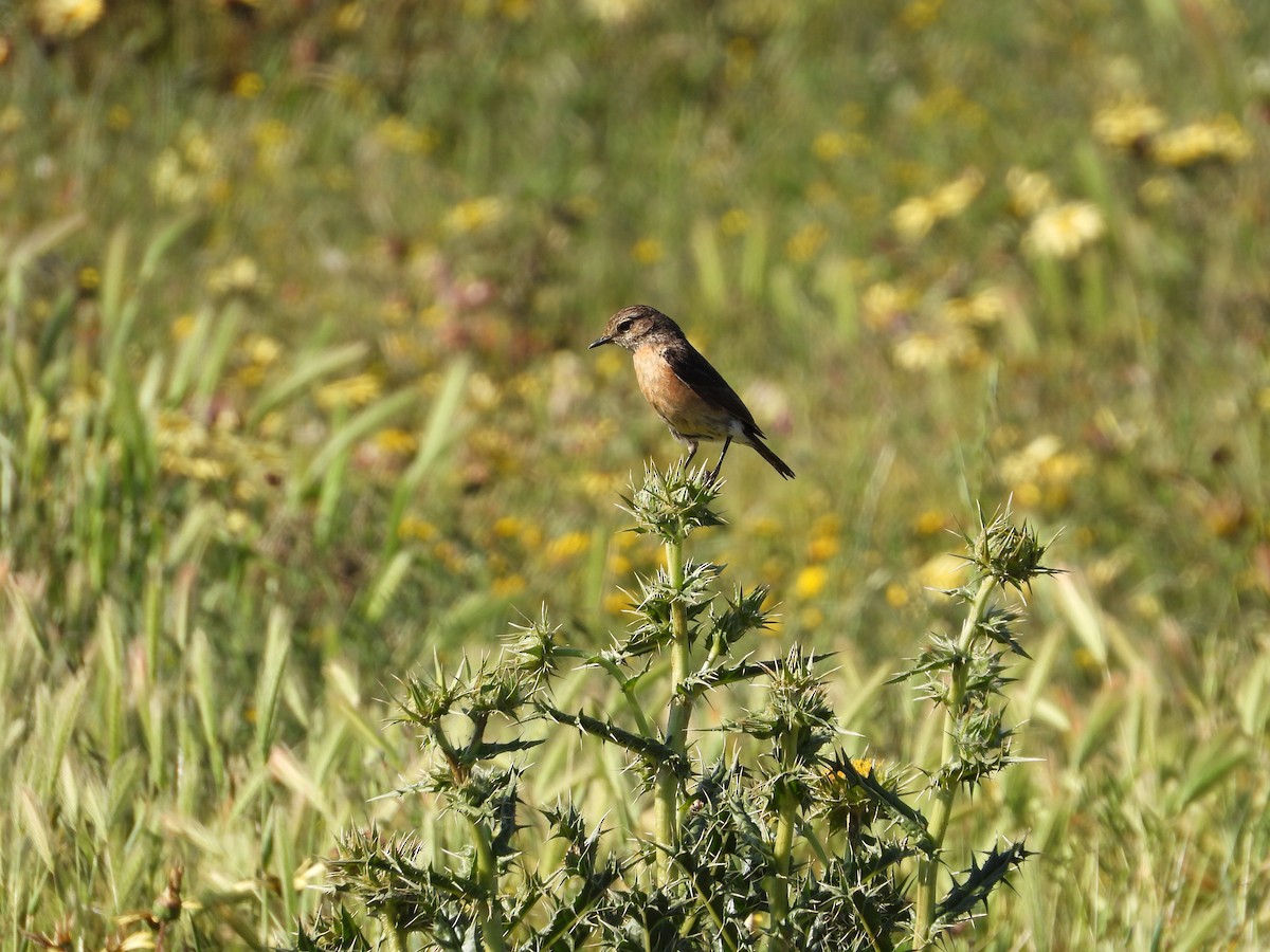 African Stonechat - ML626950437