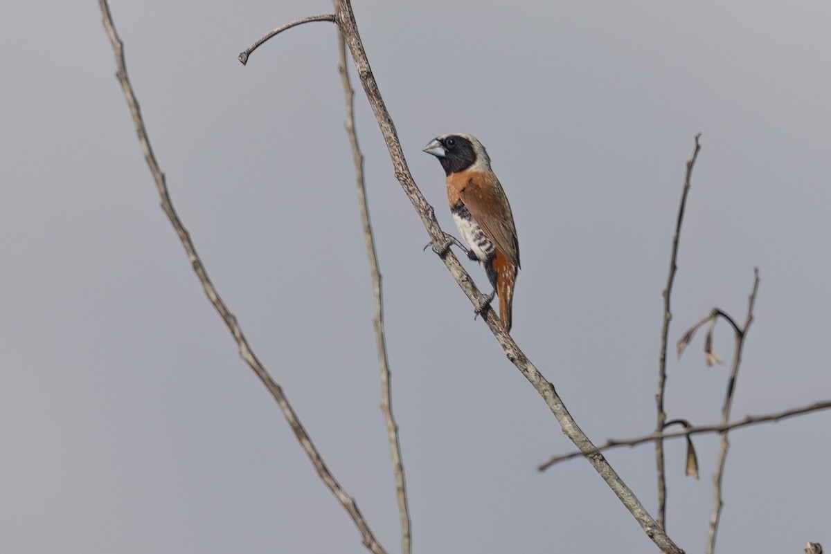 Chestnut-breasted Munia - ML626950461
