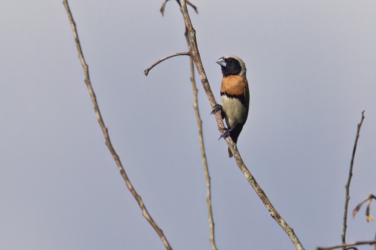 Chestnut-breasted Munia - ML626950462