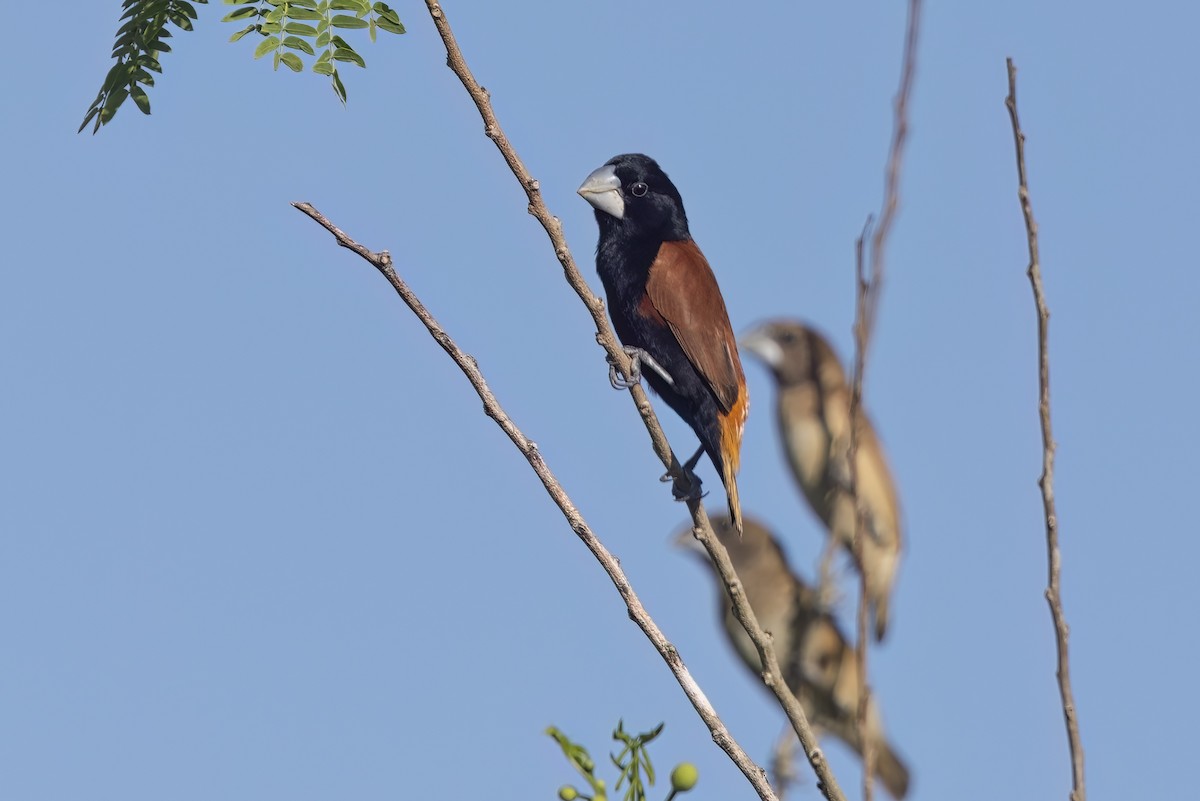 Grand Munia - ML626950463