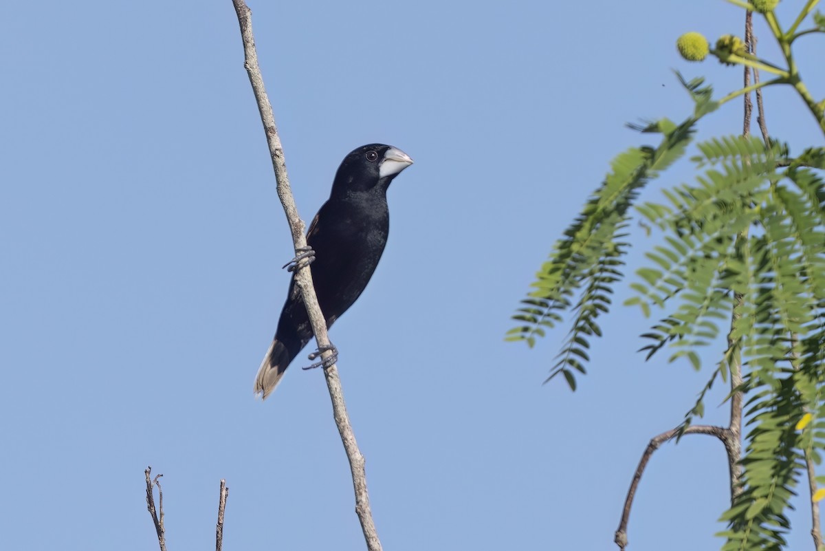 Grand Munia - ML626950464