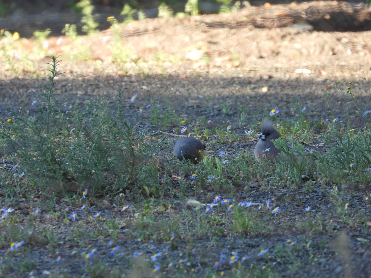 White-backed Mousebird - ML626950472