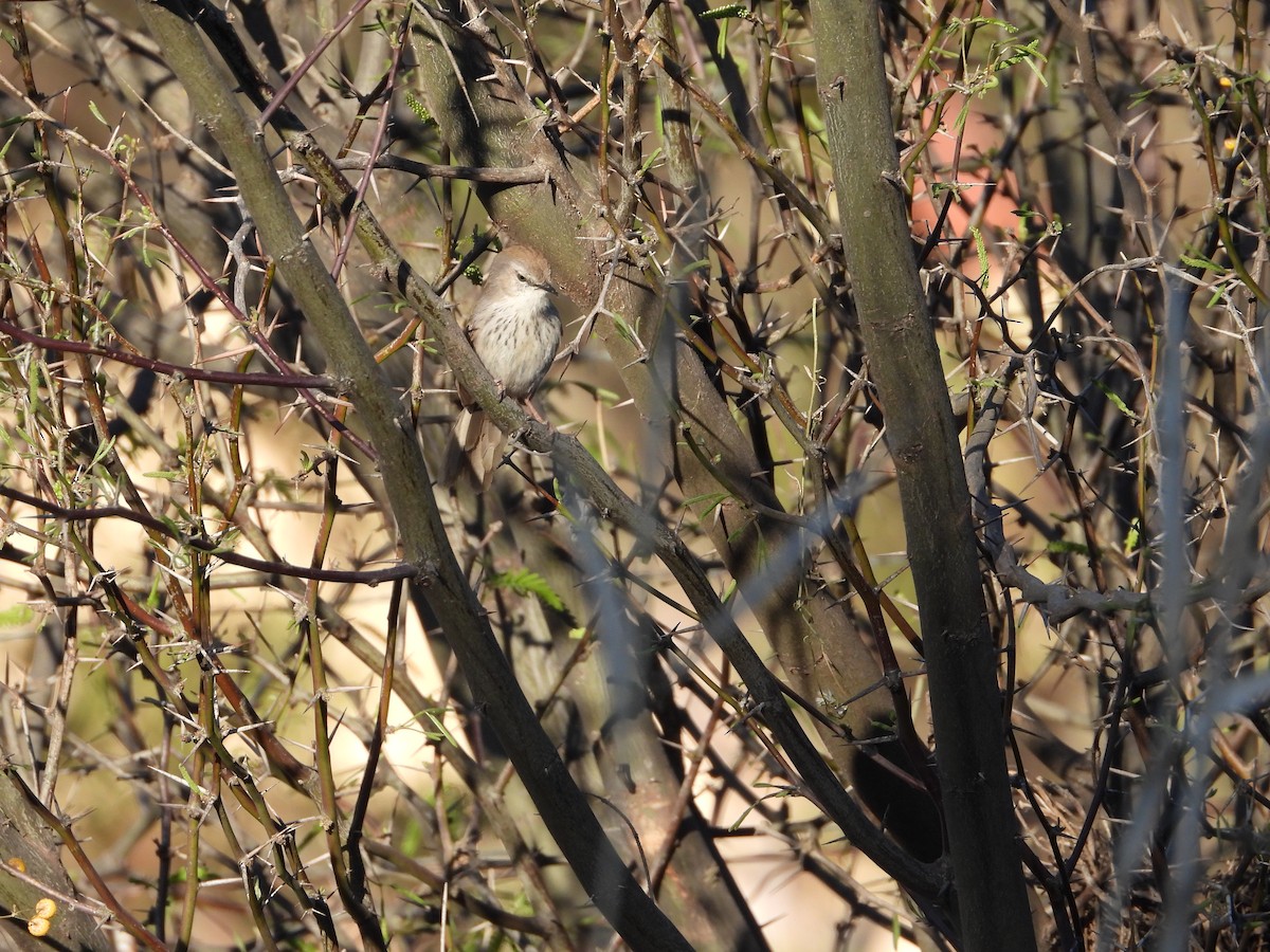 Namaqua Warbler - ML626950504