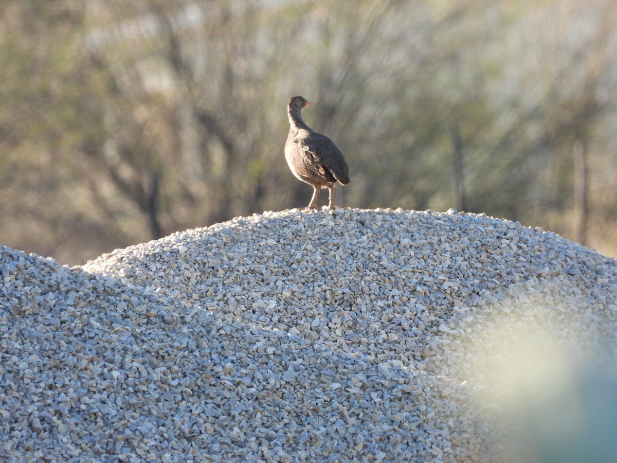 Cape Spurfowl - ML626950533