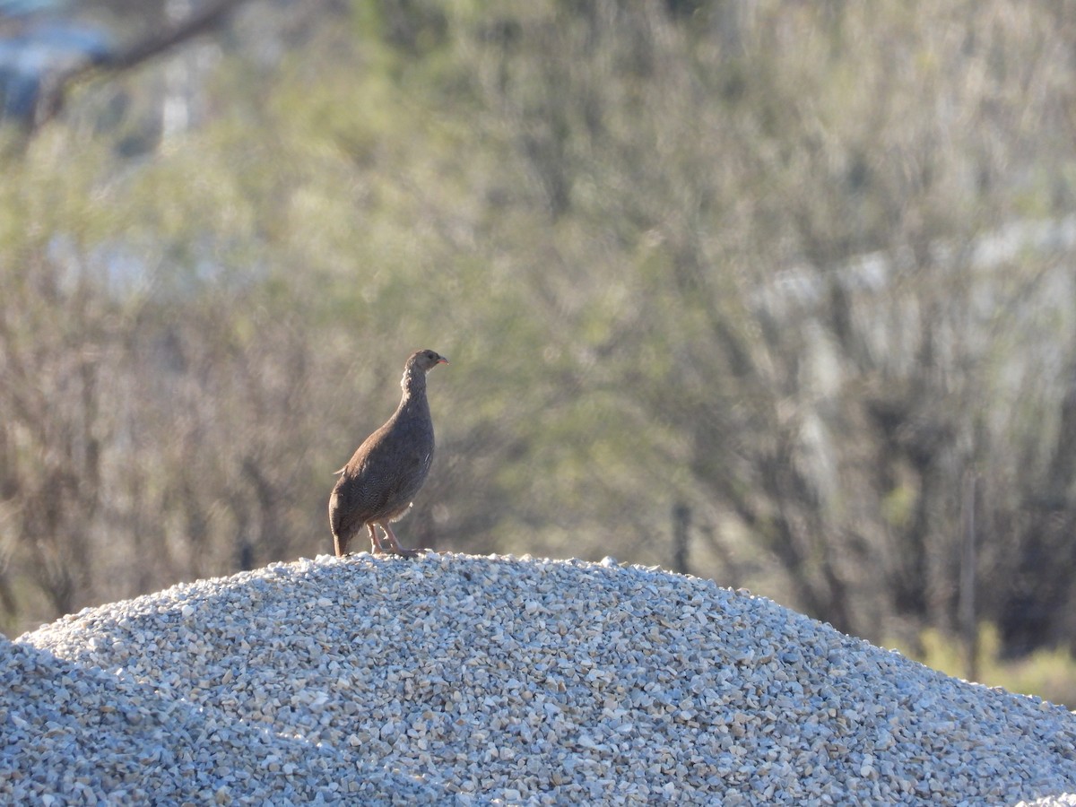 Cape Spurfowl - ML626950538