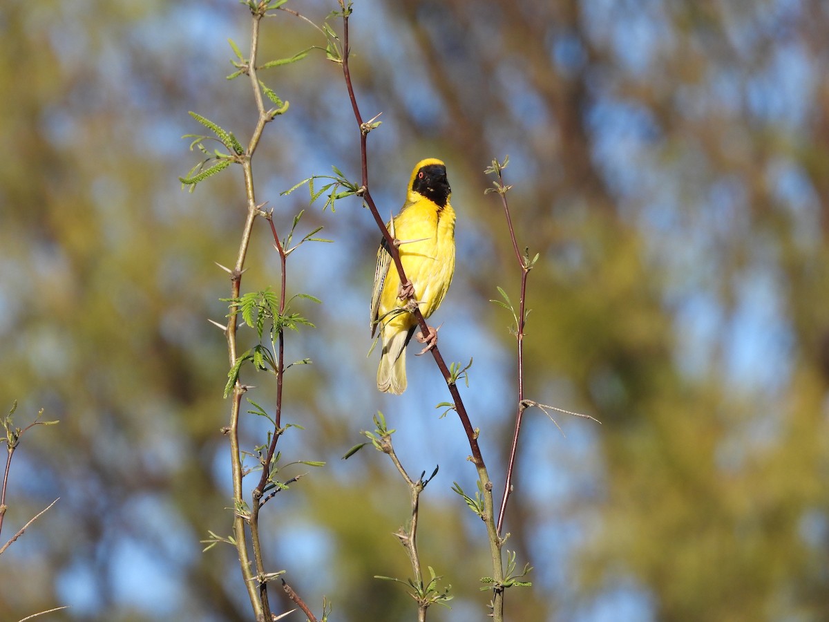 Southern Masked-Weaver - ML626950572
