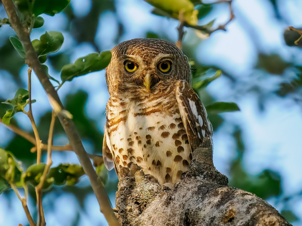 African Barred Owlet - ML626950583