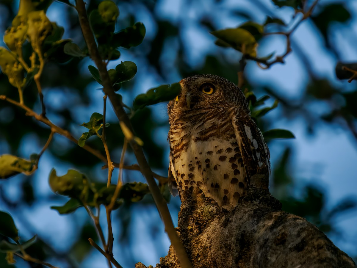 African Barred Owlet - ML626950584