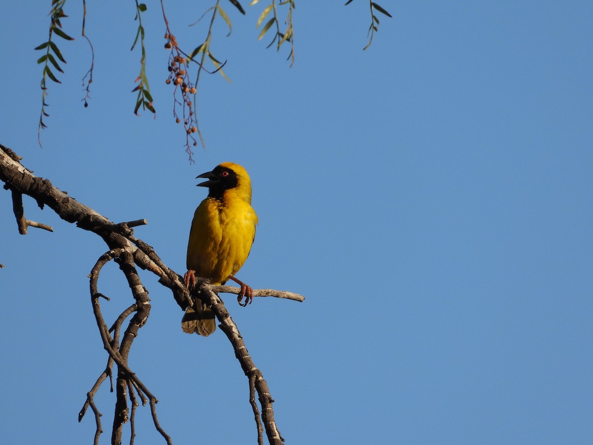 Southern Masked-Weaver - ML626950587