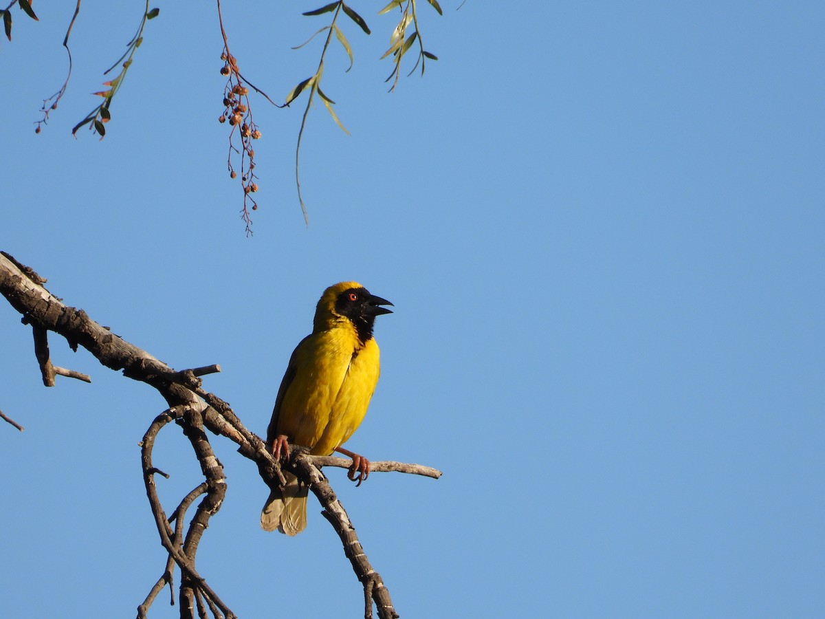 Southern Masked-Weaver - ML626950588