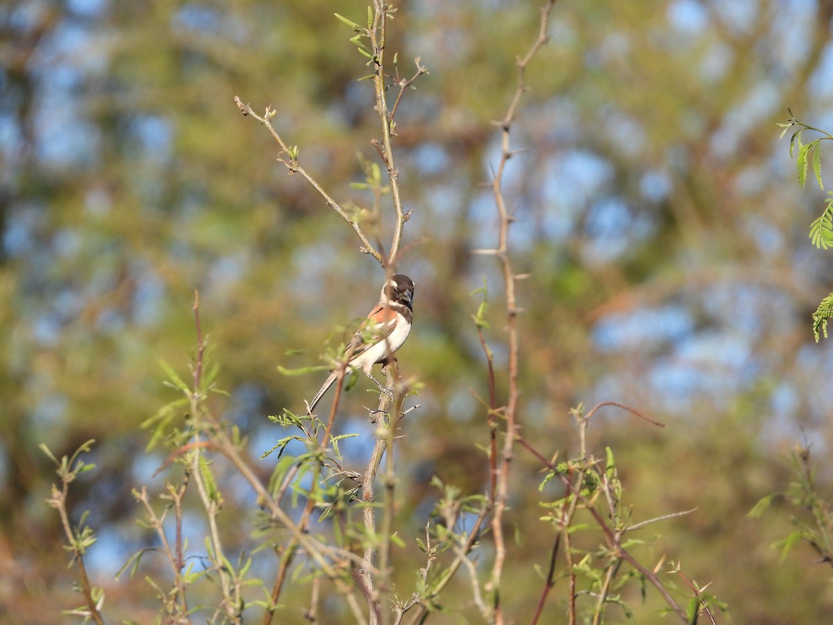 Cape Sparrow - ML626950612