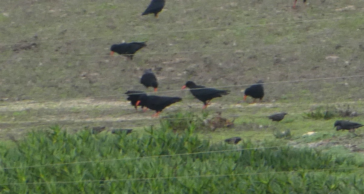 Red-billed Chough - ML626950613
