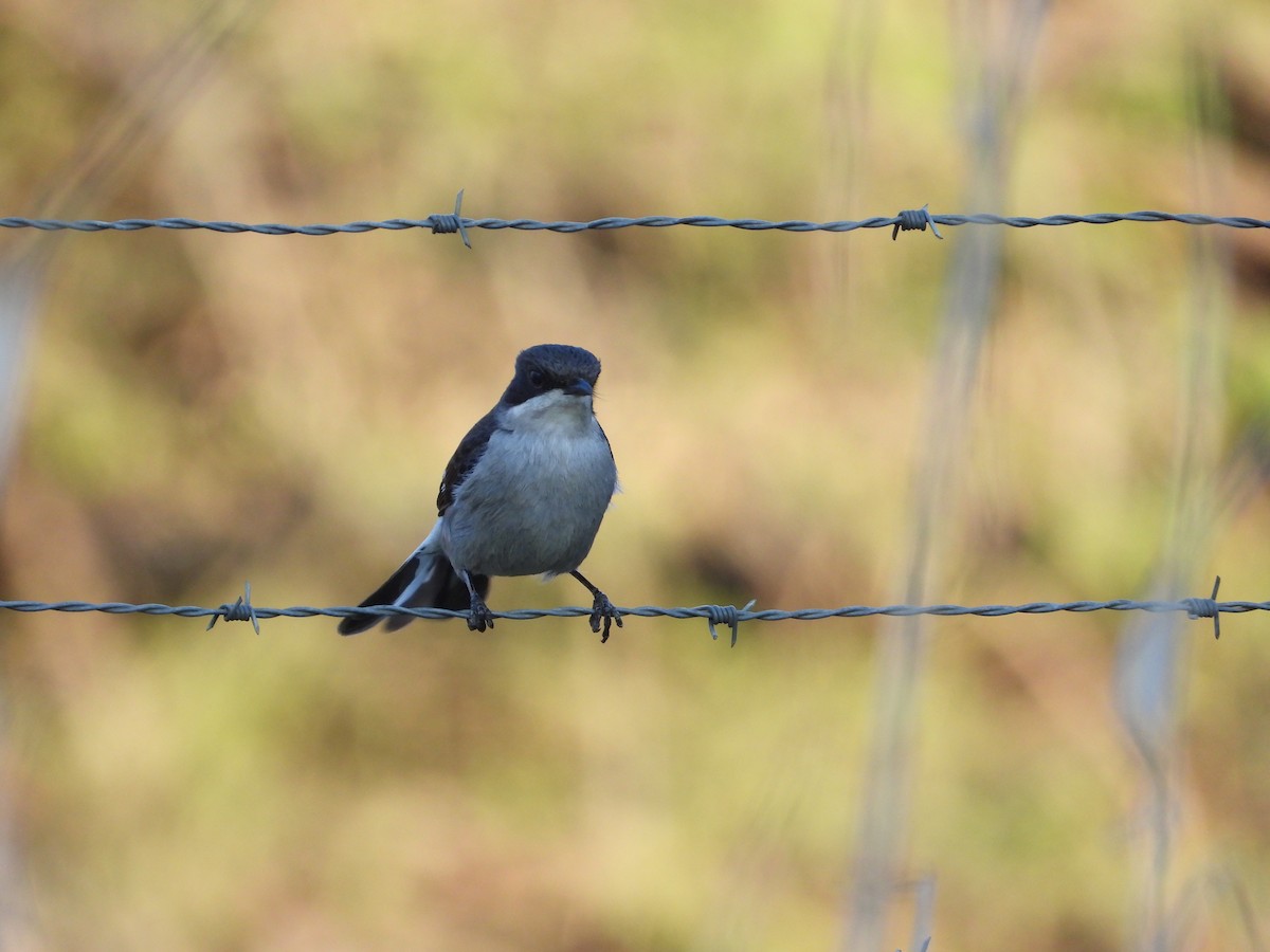 Fiscal Flycatcher - ML626950641