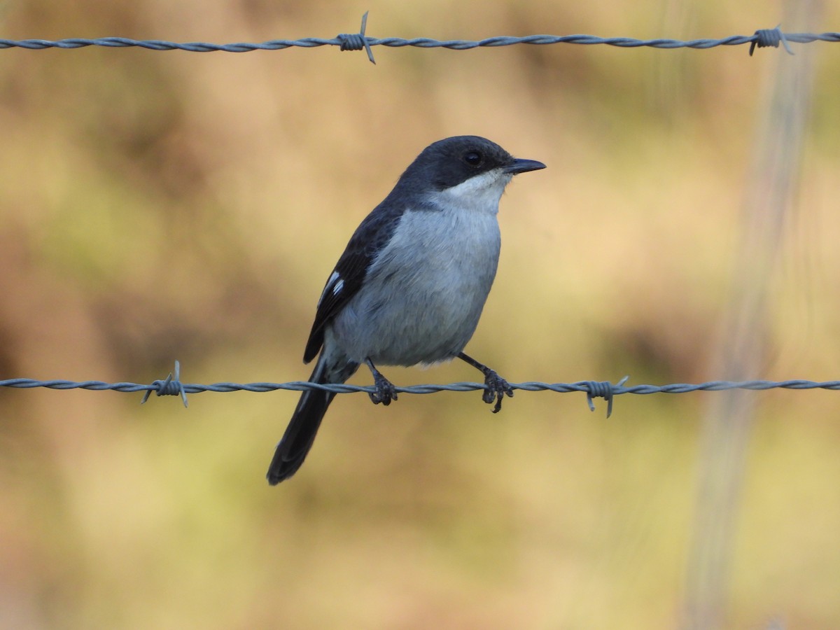 Fiscal Flycatcher - ML626950642