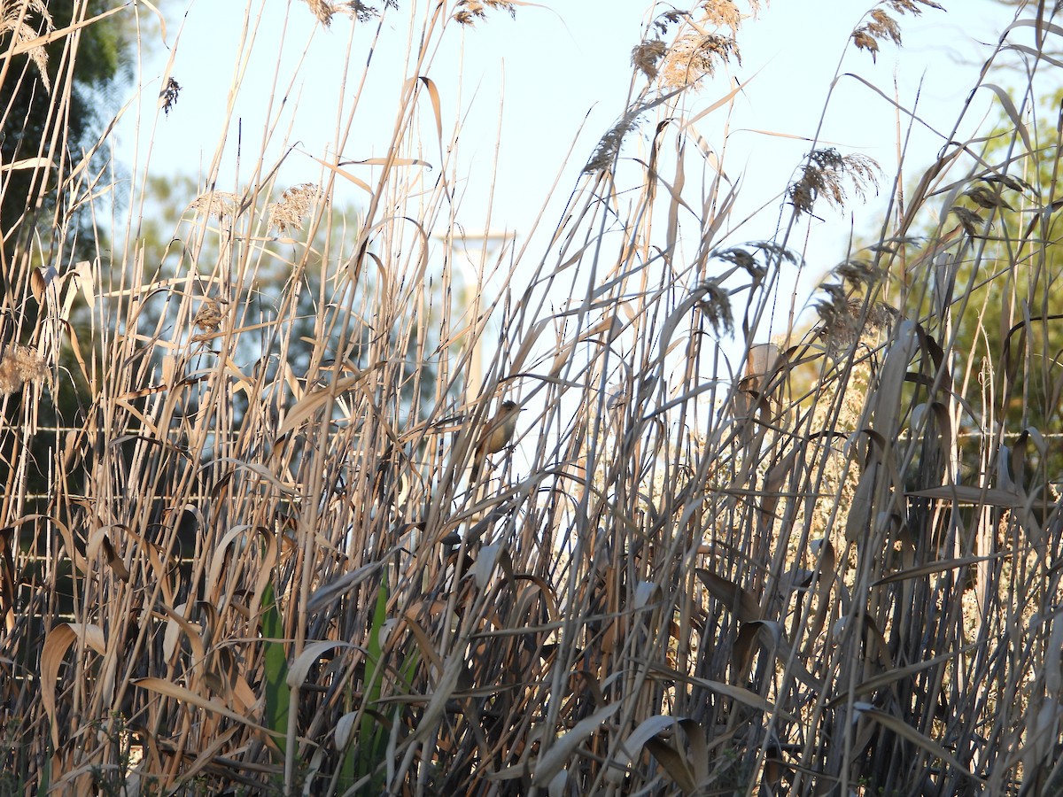 Common Reed Warbler - ML626950661