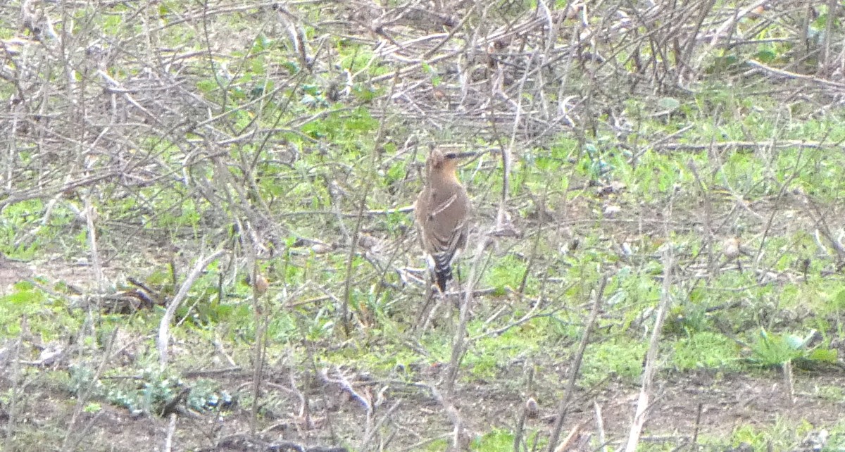 Northern Wheatear - ML626950667