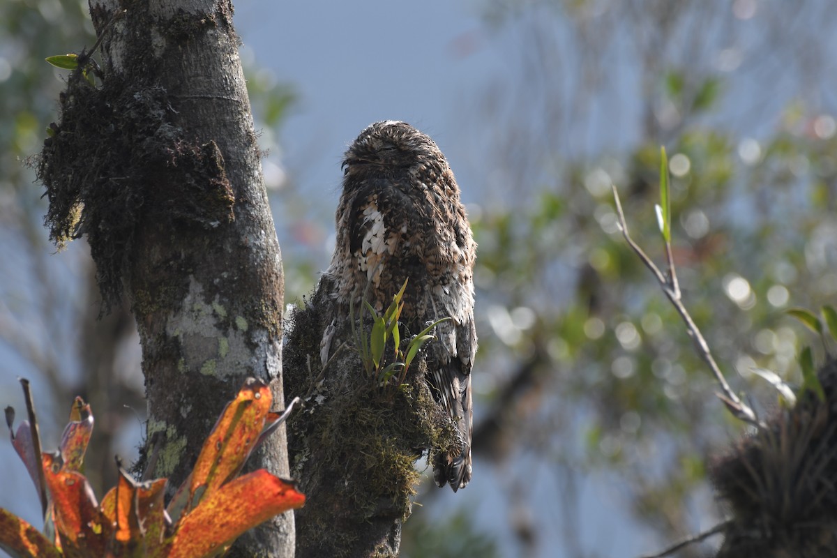 Andean Potoo - ML626950757