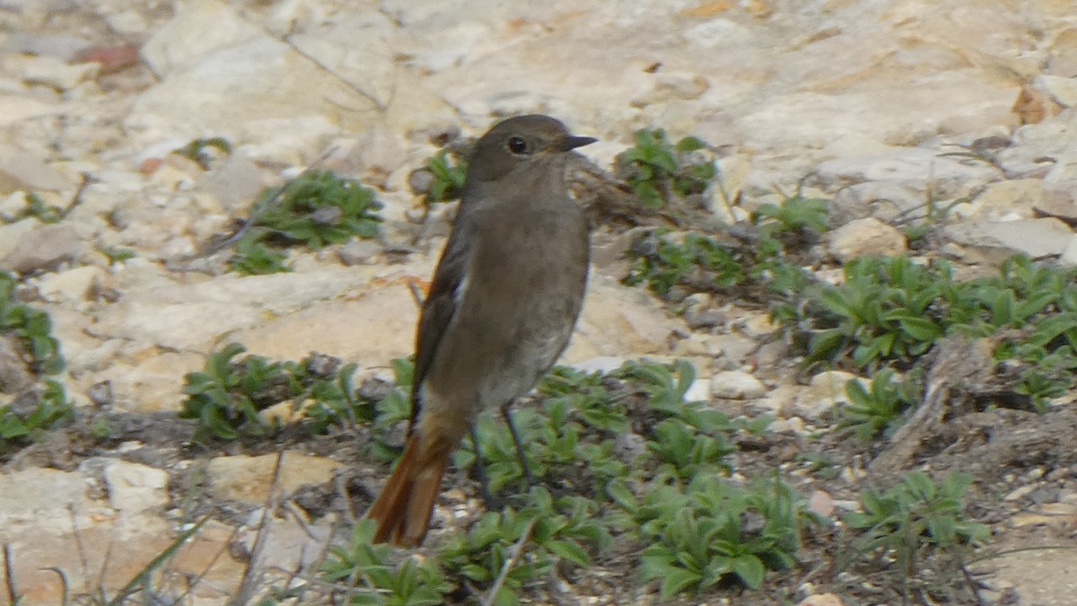 Black Redstart - ML626950763