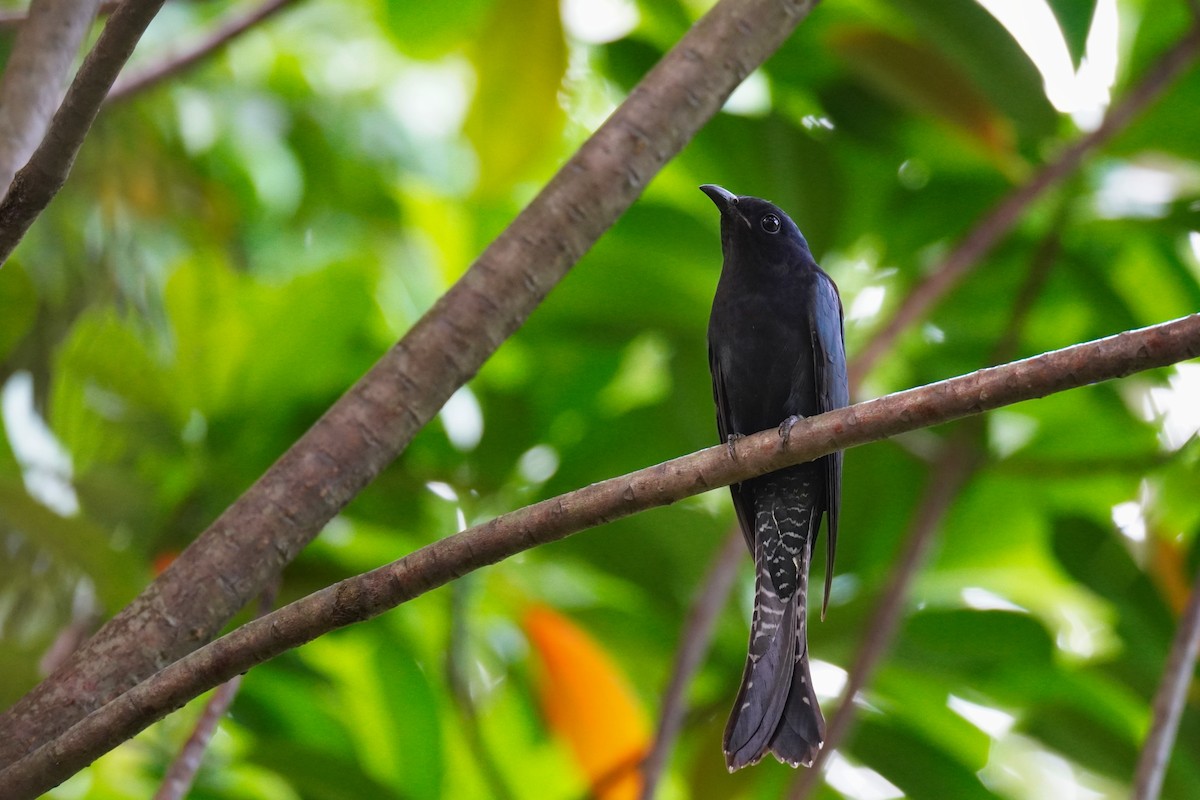 Square-tailed Drongo-Cuckoo - ML626950823
